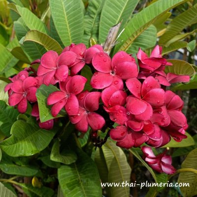 Plumeria plant NANTHARAT R-03