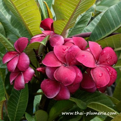 Plumeria plant NANTHARAT R-03