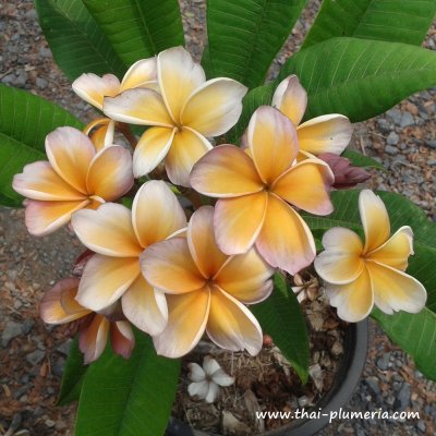 Plumeria VIOLET BROWN