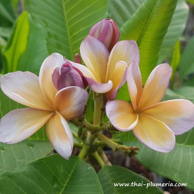 Plumeria VIOLET BROWN