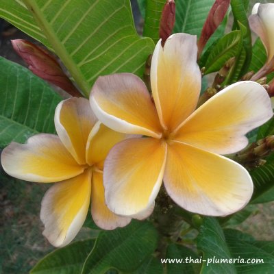 Plumeria VIOLET BROWN plant