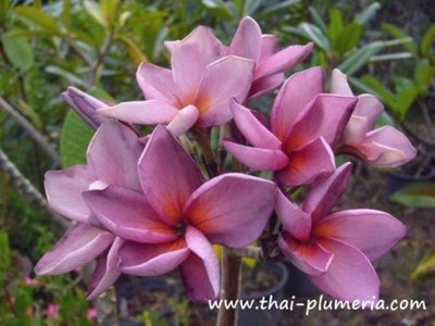 Plumeria PURPLE JACK