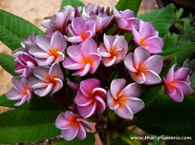 Plumeria VIOLET QUEEN