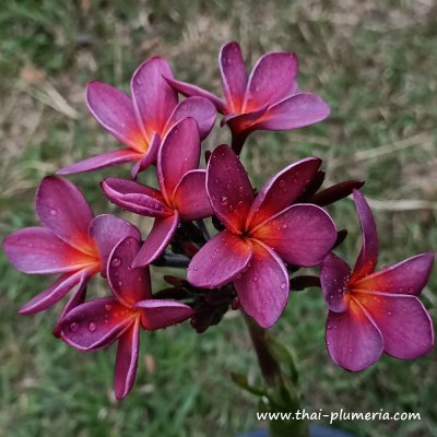 Plumeria VIOLET STAR plant