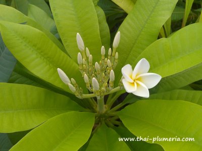 Variegated Plumeria WHITE GOLD plant