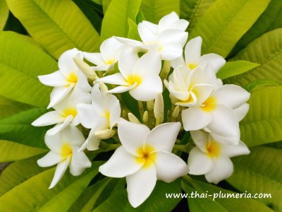 Variegated Plumeria WHITE GOLD