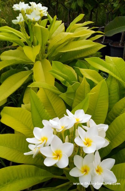 Variegated Plumeria plant WHITE GOLD