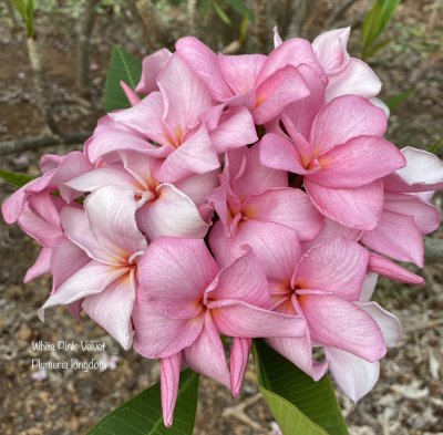 White Pink Velvet