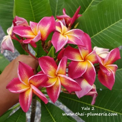 Plumeria Yala 2