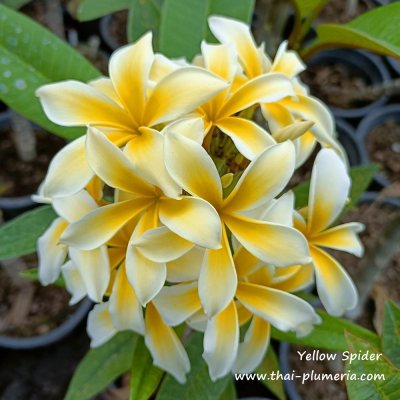 Yellow Spider plumeria