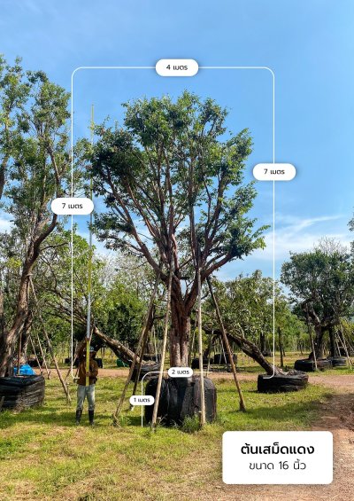 ต้นเสม็ดแดง