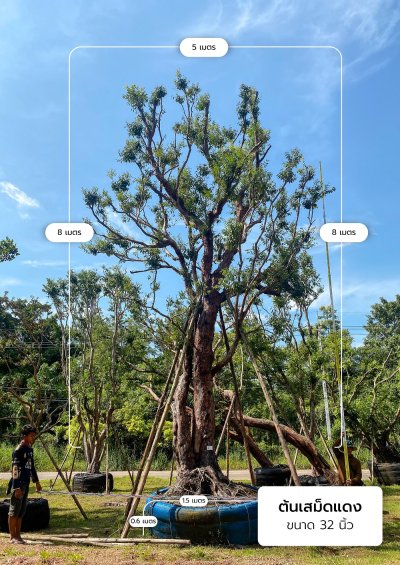 ต้นเสม็ดแดง