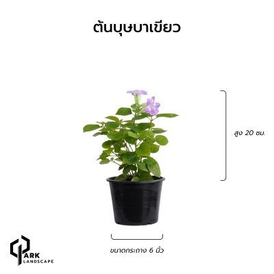ต้นบุษบาเขียว สูง 20 เซน.