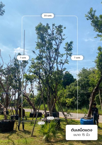 ต้นเสม็ดแดง