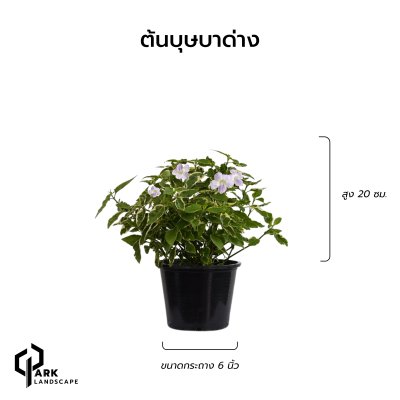 ต้นบุษบาด่าง สูง 20 เซน.