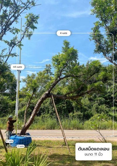 ต้นเสม็ดแดง