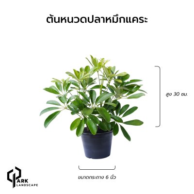 ต้นหนวดปลาหมึกแคระ สูง 20 เซน.