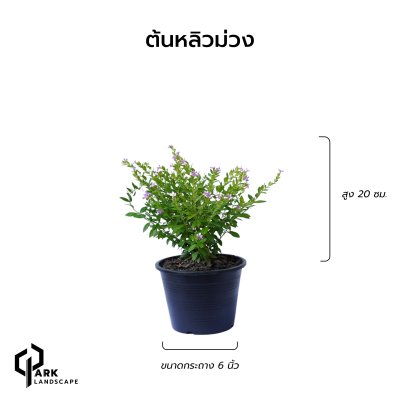 ต้นหลิวม่วง สูง 20 เซน.