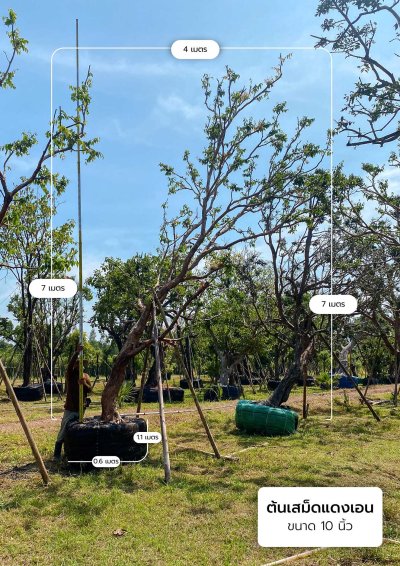 ต้นเสม็ดแดง