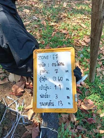 ต้นกระโดน