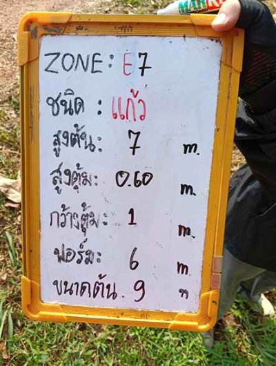 ต้นแก้ว 9 นิ้ว