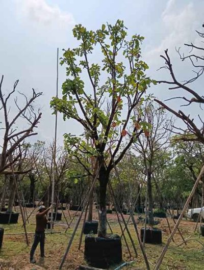 ต้นกระโดน 12 นิ้ว