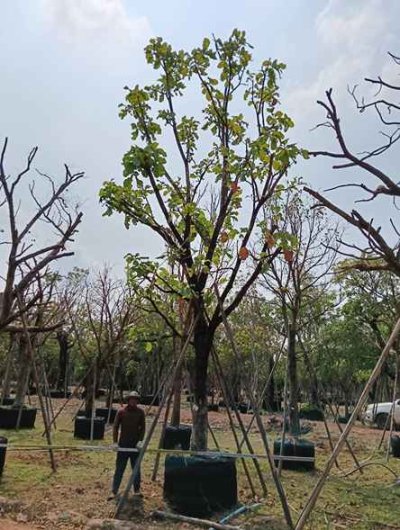 ต้นกระโดน 12 นิ้ว