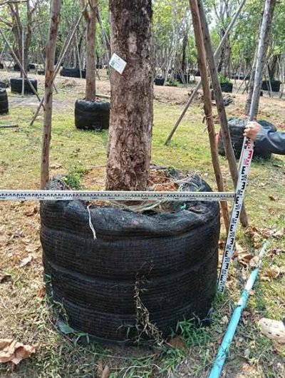 ต้นกระโดน 12 นิ้ว