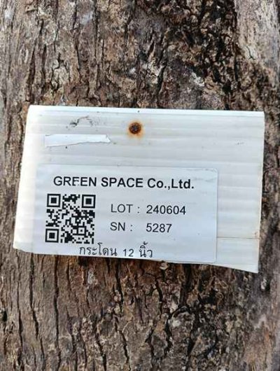 ต้นกระโดน 12 นิ้ว