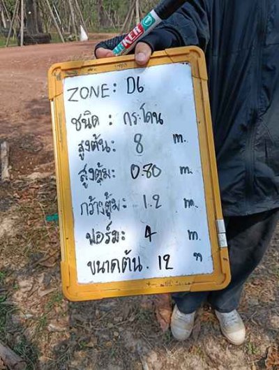 ต้นกระโดน 12 นิ้ว