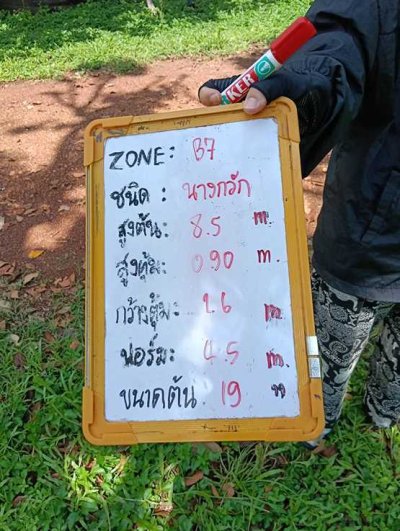 ต้นนางกวัก
