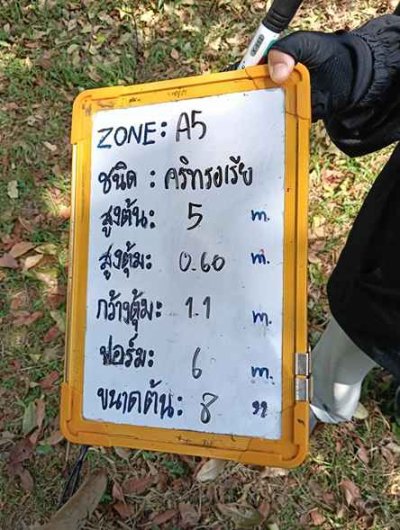 ต้นคูน 11 นิ้ว
