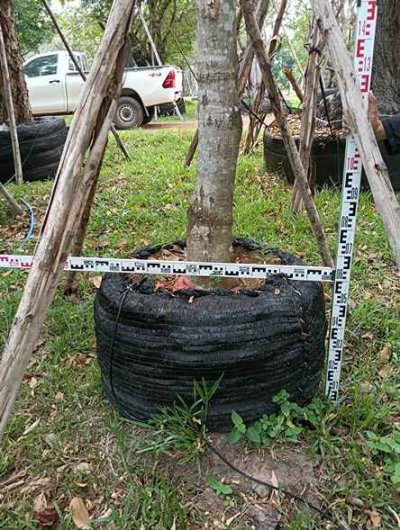 ต้นคลิทรอเรีย 7 นิ้ว SN.5805