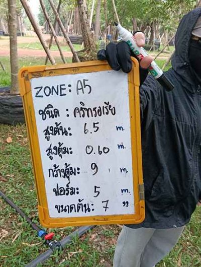 ต้นคลิทรอเรีย 7 นิ้ว SN.5805