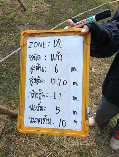 ต้นแก้ว 10 นิ้ว