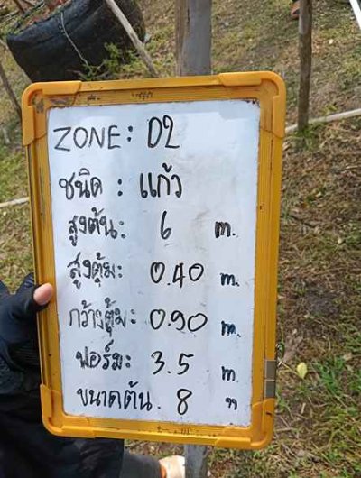 ต้นแก้ว 8 นิ้ว