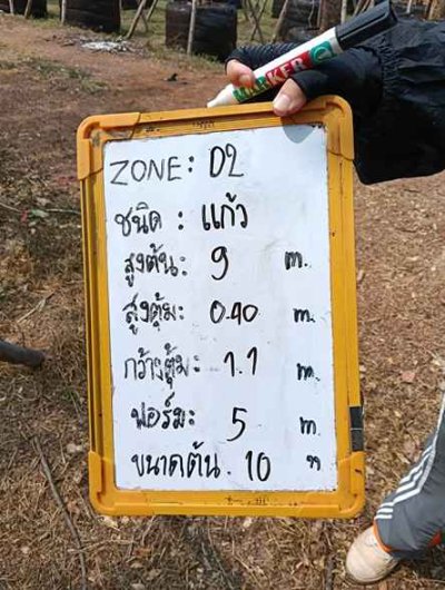 ต้นแก้ว 10 นิ้ว