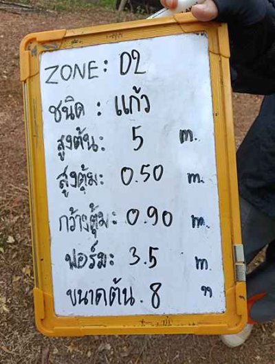 ต้นแก้ว(กอ) 8 นิ้ว