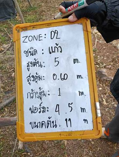ต้นแก้ว 11 นิ้ว
