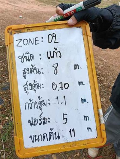 ต้นแก้ว 11 นิ้ว