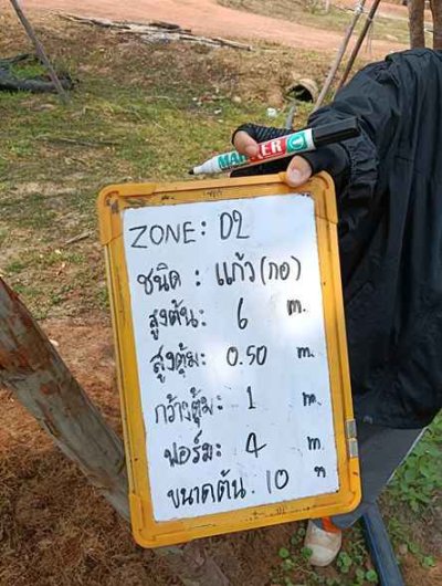 ต้นแก้ว 10 นิ้ว