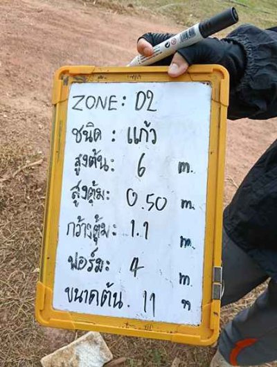 ต้นแก้ว 11 นิ้ว