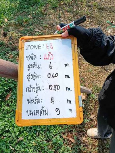 ต้นแก้ว 9 นิ้ว