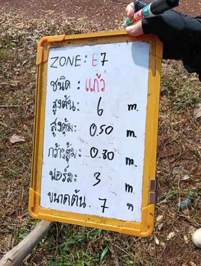ต้นแก้ว 7 นิ้ว