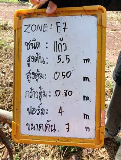 ต้นแก้ว 7 นิ้ว