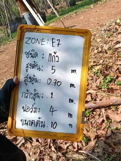 ต้นแก้ว 10 นิ้ว