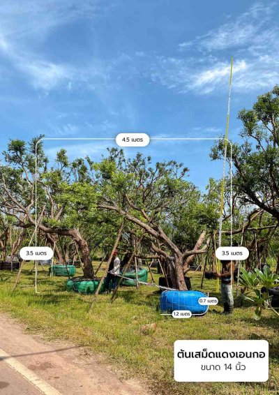 ต้นเสม็ดแดงเอนกอ