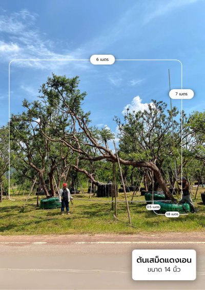 ต้นเสม็ดแดงเอน