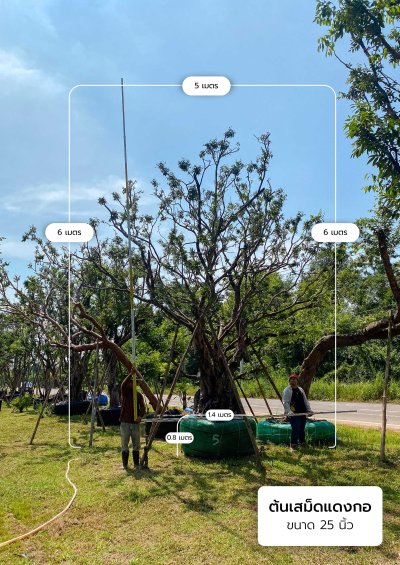 ต้นเสม็ดแดง