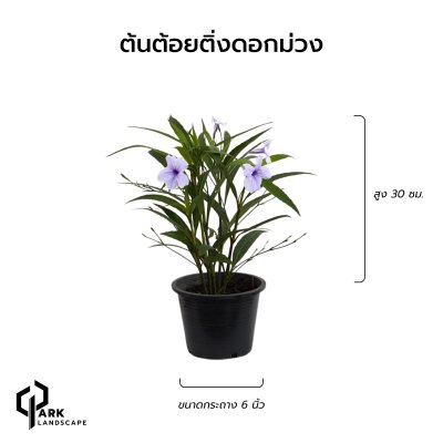 ต้อยติ่งดอกม่วง สูง 30 เซน